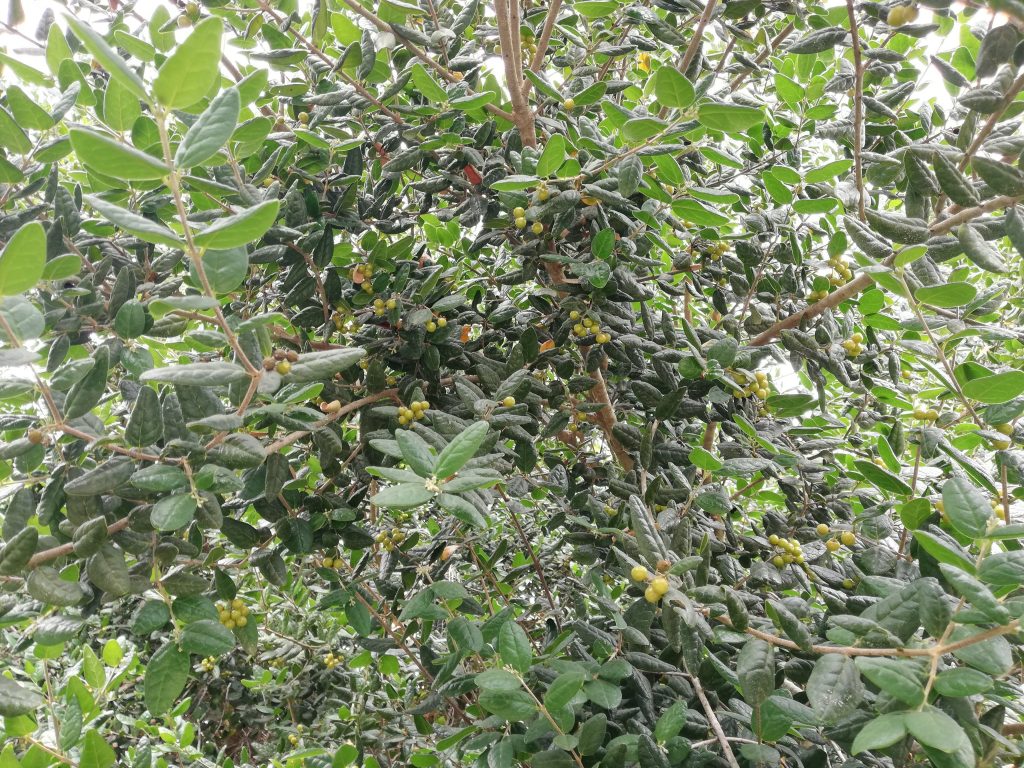 Hojas y frutos del boldo de cerca