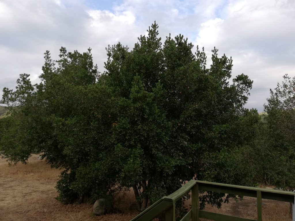 Boldo frente a la terraza de la cabaña Aguapiedras en Pejerrey, Linares