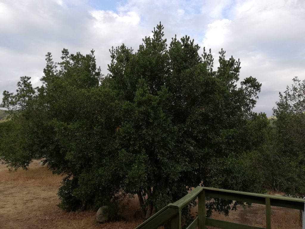 Boldo, Peumus boldus, Chilean flora