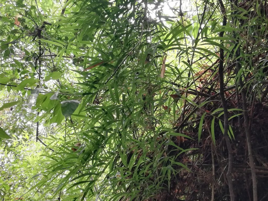 Chusquea culeou, Chilean bamboo, Chilean flora
