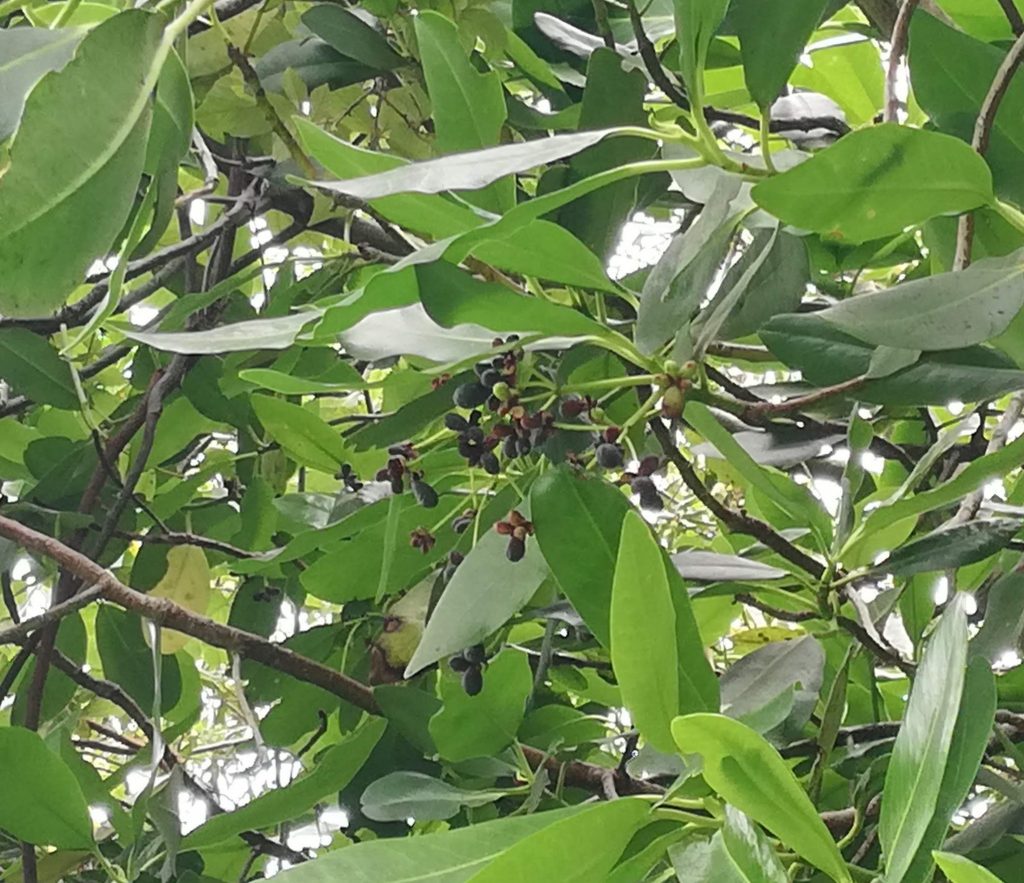 Frutos del canelo