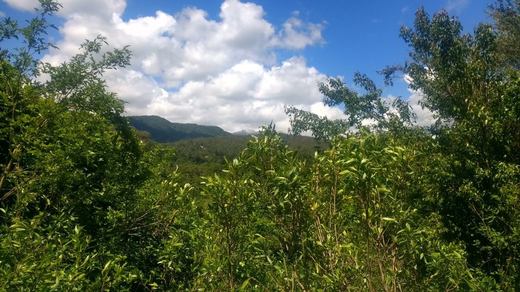 Maulino Forest, Chilean flora